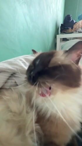 Ragdoll cat filmed napping peacefully in Dutch home