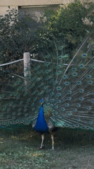 Morning zoo visit captures diverse wildlife at Barcelona Zoo