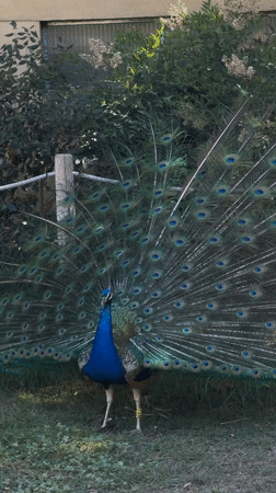 Morning zoo visit captures diverse wildlife at Barcelona Zoo