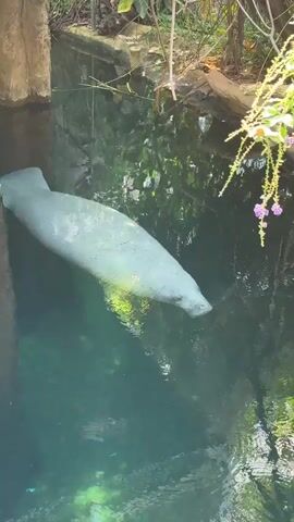 The video shows a manatee swimming in a pool of clear blue-green water. The manatee is a light gray color and is positioned horizontally in the water, facing to the right. The pool is surrounded by rocky walls and lush green foliage. There are some delicate purple flowers hanging down from a plant on the right side of the frame, and sunlight is filtering through the leaves, creating dappled reflections on the water's surface. The manatee's body is mostly submerged, with only its back and head visible. The water is calm, and the manatee appears to be moving slowly and gracefully. The overall impression is one of tranquility and natural beauty.
