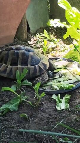 A tortoise is eating from a black plastic plate. The plate is filled with green leafy vegetables and what appears to be sliced cucumber. The tortoise is mostly within its shell, but its head and front legs are visible as it eats. The ground around the plate is dirt with small green plants. To the right of the plate is a large, leafy green plant. In the background, there is a reddish-brown object and what looks like a mesh enclosure. The scene is outdoors and appears to be in a garden or yard.