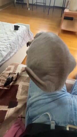 The video shows a gray Sphynx cat sitting on a person's lap. The person is wearing blue jeans and sitting on a couch with a brown patterned blanket. The cat is facing away from the camera, towards a bed and a wooden floor. The room is well-lit.