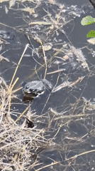 Frog spotted in debris-filled pond