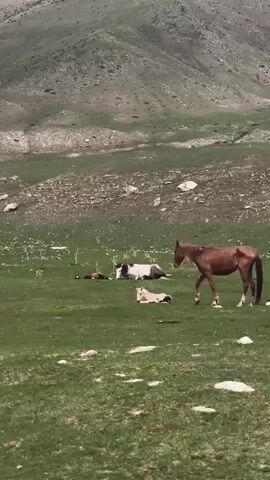 The video shows four horses in a grassy field beneath a mountainous landscape. One horse is standing, while the other three are lying down. The standing horse is brown and looking down at the horses on the ground. One lying horse is white and black, another is pale cream-colored, and a third is brown. The field is dotted with rocks and sparse vegetation. In the background, a large, gray-green mountain rises, suggesting a rural or natural setting.