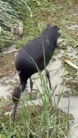A black bird with a long, curved beak is walking through shallow water. The water is surrounded by green vegetation, including tall grasses and a low-lying mat of other plants. The bird's dark feathers contrast with the bright green of its surroundings. The bird appears to be foraging, probing the ground with its beak.