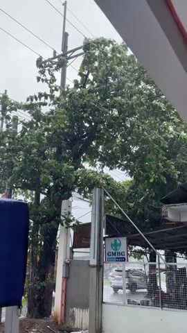 A tree with dense green foliage is swaying violently in the wind, its branches almost touching power lines and a utility pole. The sky appears overcast, suggesting inclement weather. In the foreground, a blue object is partially visible on the left, and a white structure with a gray pillar stands to the right of the tree. A sign with a green cross and the text "GMBG PHARMACY" is mounted on the pillar. Debris, possibly leaves and small branches, is scattered on the ground. The overall scene depicts a stormy or windy outdoor environment with potential for hazardous conditions due to the proximity of the tree to the power lines.