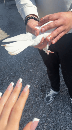 Pigeons gather at construction site in Batumi, Georgia