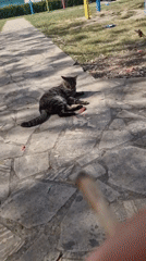 Tabby cat relaxes on park walkway in Paralimni, Cyprus