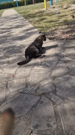 Tabby cat relaxes on park walkway in Paralimni, Cyprus