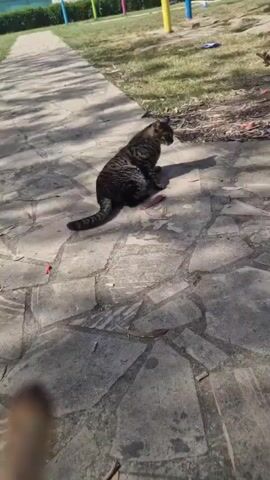 The video shows a grey tabby cat lying on a paved area of a park. The cat is lying on its side with its legs splayed out. There is a path to the left of the cat and a grassy area in the background. In the foreground, a hand enters the frame holding a lit cigarette. The hand moves the cigarette around for a few seconds, then withdraws it from the frame.