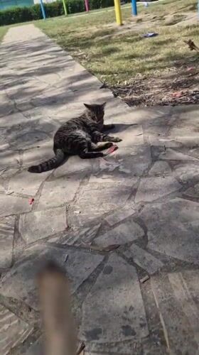 Tabby cat relaxes on park walkway in Paralimni, Cyprus