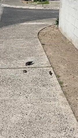 The video shows three birds on a sidewalk next to a building. The sidewalk is made of gray concrete, and there is a patch of dirt next to the building. The birds are small and brown, and they are pecking at the ground. One bird has more black feathers and appears larger. The birds are moving around on the sidewalk, and there is a gray street visible in the upper left corner.