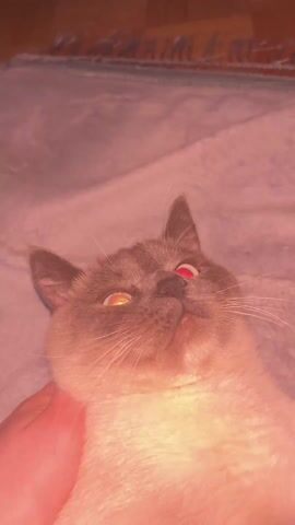 A human hand is shown petting a cream-colored cat with darker points on its face and ears. The cat is lying on a soft, grey blanket, appearing relaxed and content as the hand scratches its chin and chest. Its eyes periodically glow red, indicative of a camera flash or red-eye effect in low light. In the background, a wooden floor and a patterned rug are visible.