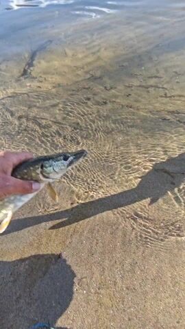 A person's hand gently releases a small fish back into a clear, shallow body of water. The fish, dark in color with subtle patterns, is placed at the water's edge where the sandy bottom is visible.  The hand withdraws, and the fish swims away, its form gradually fading as it moves into slightly deeper water. The water surface reflects sunlight, creating shimmering patterns on the sandy bottom. The shadow of the person holding the camera is visible along the bottom left of the frame. The horizon line is seen in the background.