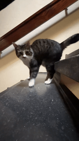 Tabby cat roams and lounges around a Fresnes apartment