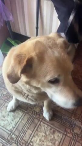 The video shows a light-colored dog, likely a Labrador Retriever, in an indoor setting. The dog's head and upper body are visible. The floor appears to be tiled. The dog's fur is slightly blurred, indicating movement. In some frames, the dog is looking at the camera, and in others, it is looking to the side. The dog's mouth is open in some shots, revealing its tongue and teeth, suggesting it might be panting or excited. The lighting in the room is dim. The background is out of focus, but hints of curtains and possibly furniture can be seen. The overall impression is of a candid shot of a pet dog in a domestic environment.
