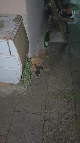 The video shows a small, tabby-colored kitten on a stone surface. The kitten is initially crouched near some vegetation and a wooden board. It then stands up and walks away, towards a green plastic bottle and a wooden stool or stump. The setting appears to be an outdoor area, possibly a patio or yard, with walls or structures visible in the background. The lighting suggests it is either dusk or nighttime.