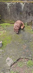 Civet cat spotted on mossy concrete in Ubud