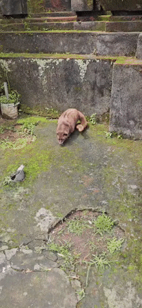 Civet cat spotted on mossy concrete in Ubud