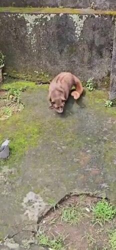 Civet cat spotted on mossy concrete in Ubud