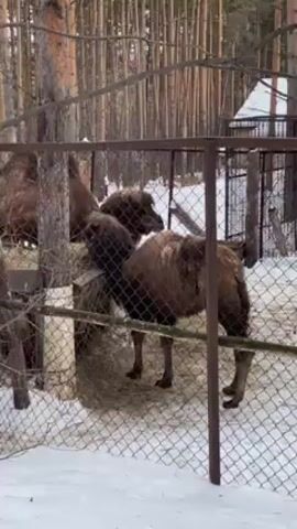 The scene is a snowy forest enclosure with three brown, furry Bactrian camels standing behind a chain-link fence. The camels are gathered around a wooden structure filled with hay, which they are eating. The environment consists of tall, bare trees, snow-covered ground, and a small building visible in the background. The fence is partially rusted and painted white at the bottom. The lighting indicates a daytime setting.