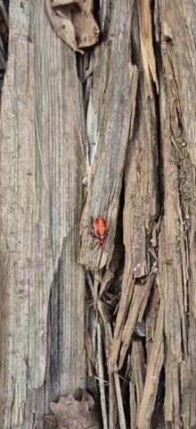 A close-up shot shows a brightly colored red and black insect on weathered, splintered wood. The insect is the primary focus, positioned on a piece of wood amidst the splintered texture.  The background consists of similarly weathered wood, creating a rustic, natural setting. A fallen leaf is visible in the lower left corner. The lighting is natural, enhancing the colors and textures.  The camera remains still, capturing the insect's presence on the wood.