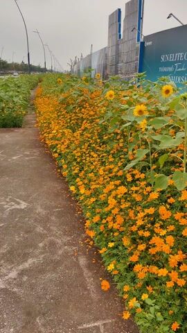 The video shows a narrow, concrete path flanked by dense rows of yellow-orange cosmos flowers and occasional sunflowers, stretching into the distance under an overcast sky.  Beyond the flowers is a billboard promoting real estate and showing images of modern buildings. The camera remains static, offering a fixed perspective of the floral arrangement and the path.