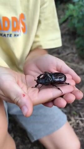 A child is holding a large, black rhinoceros beetle in their cupped hands. The beetle is facing left, with its head and horns clearly visible. The child's hands are open and positioned to cradle the insect. The child is wearing a yellow t-shirt with orange text that reads "ADIDAS" and "SKATE HARD" on the front. They are also wearing grey shorts. The background is blurred but appears to be an outdoor setting with some foliage and dry leaves on the ground, suggesting a park or wooded area. The lighting appears to be natural daylight, possibly late afternoon, given the soft shadows. The child's expression is not visible, but the act of holding the beetle gently implies curiosity and interest. There is a small red mark on the child's thumb, possibly a minor scrape.