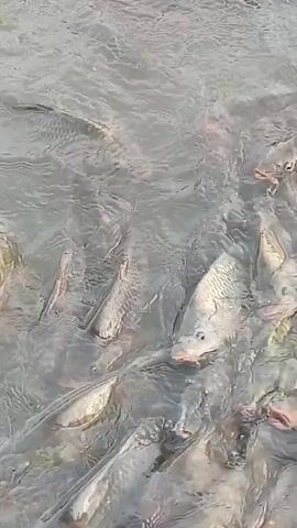 A school of large fish are swimming in murky water, possibly in a pond or river. The water is disturbed, with ripples and occasional bubbles indicating movement. Some of the fish are clearly visible, showing their scales and fins. The overall scene is natural and appears to be outdoors, with the sunlight reflecting off the water's surface. The time of day seems to be daytime due to the brightness. There is no visible text in the media file. The activity depicted is the natural behavior of fish in their environment.