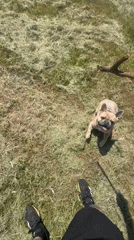 French Bulldog yard play, Trump TV footage captured by witnesses
