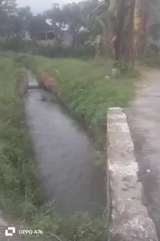 This media file shows a slow panning shot of a rural landscape in Cileuleuy, Indonesia. The primary subjects are a narrow, concrete-lined canal of flowing water and the surrounding vegetation, which is predominantly green grass and various trees, including palm trees and banana plants. In the background, a house with a corrugated roof is visible, along with what appears to be a rice paddy field with flooded areas reflecting the sky. Further in the distance, a mountain range is faintly visible.

The scene suggests a serene and possibly agricultural setting. The water in the canal indicates an irrigation system, common in rice paddy cultivation. The time of day appears to be either early morning or late afternoon, given the soft, diffused light and the overcast sky. There are no people visible in the media file. The overall mood is tranquil and natural.

Notable details include the presence of the canal, the lush greenery, the mountainous backdrop, and the overcast sky, which might suggest recent rainfall or a generally humid climate. The presence of the house and the rice paddy confirm an inhabited and cultivated area.

The media file also contains visible text at the bottom left corner: "OPPO A76". This indicates the device used to capture the footage. The timestamp "00:00" is displayed at the beginning, followed by incremental timestamps such as "00:01", "00:02", etc., indicating the progression of the video.