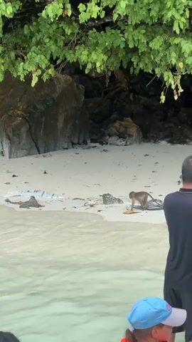 The video shows a monkey on a sandy beach, near the water. The monkey is walking and appears to be sniffing the ground. There are some rocks and trees in the background. There are also some pieces of trash on the beach, including plastic bags and bottles. In the foreground, a person wearing a blue hat is visible, as is a portion of another person in a black shirt. The water in the foreground is clear and shallow. The video appears to have been taken from a boat.