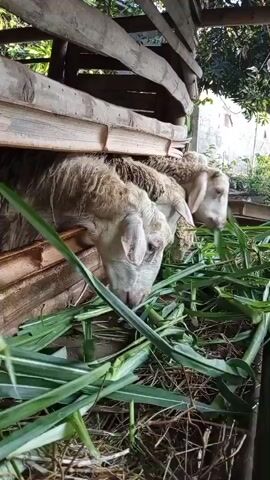 The video shows three goats eating grass from a wooden feeder inside a pen. The goats are light brown and white. The pen is made of rough wood and branches. The goats are eating a large pile of green grass. The background is out of focus but appears to be an outdoor environment with trees and foliage.
