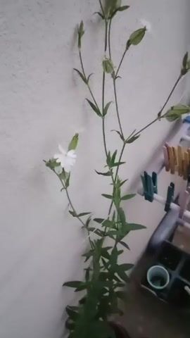 The video shows a plant with white flowers and green leaves growing against a white wall. There are several unopened buds on the plant. To the right of the plant, there is a drying rack with clothespins attached and a small container. The camera focuses closely on one of the white flowers.