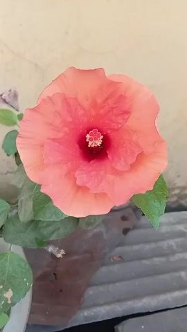 The video shows a close-up view of a blooming hibiscus flower. The flower is predominantly coral pink with a deeper red center. Its petals are ruffled and layered, and the stamen is visible in the middle, tipped with yellow. The flower is set against a textured, light-colored wall and some green leaves are visible at the bottom left. Below the flower, a corrugated surface, possibly roofing material, is visible. The lighting appears to be natural daylight, casting subtle shadows. The camera is positioned to focus on the flower, with a shallow depth of field blurring the background. There are no people or animals present in the video. The overall scene is that of a plant in bloom, captured in a still, close-up shot.