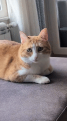 Ginger cat relaxing and window-watching in a Novi Sad apartment