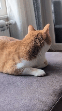 Ginger cat relaxing and window-watching in a Novi Sad apartment