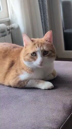 Ginger cat relaxing and window-watching in a Novi Sad apartment