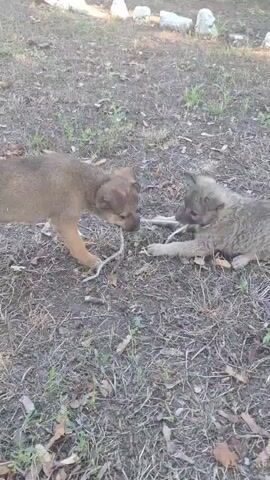 Two young wolf-like puppies are playing tug-of-war with a stick in a grassy, outdoor area. The puppy on the left is brown and standing, while the puppy on the right is grey and lying down. There are rocks and dry leaves scattered on the ground.