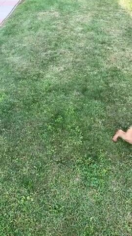 A small, light brown dog with a shaggy coat is playing in a grassy backyard. The dog is seen running, jumping, and shaking itself. The setting appears to be a suburban backyard on a sunny day. There are various elements of the yard visible, including a paved walkway, flower beds with purple and green foliage, a swing set with a pink canopy, a fire pit, trees, and a greenhouse structure in the background. A person is partially visible sitting on the swing set. The overall mood seems playful and relaxed, suggesting a pleasant outdoor activity. There is no visible text in the media file.