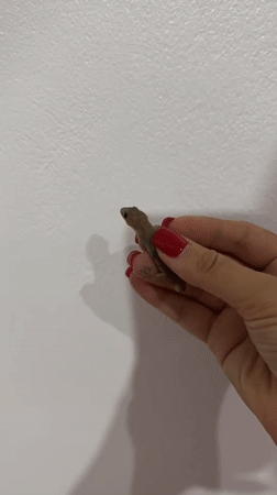 Small lizard handled near insecticide in Tampaksiring, Indonesia