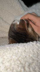 Cat receives gentle petting on blanket in Kawasaki