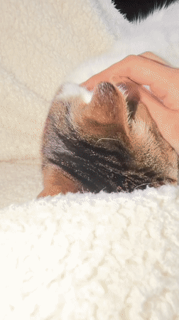 Cat receives gentle petting on blanket in Kawasaki