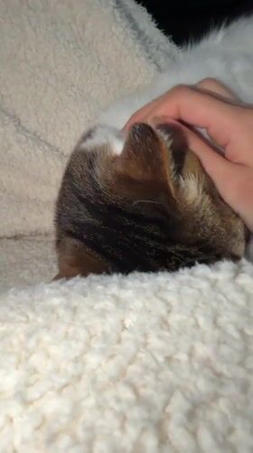 Cat receives gentle petting on blanket in Kawasaki