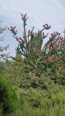 The video shows a bush with red flowers against a cloudy sky. The bush is green and leafy, with the red flowers clustered at the tops of the branches. The camera is slightly shaky, suggesting it might be handheld. The lighting is natural, indicating it was filmed outdoors during the day. There are no people or animals visible in the video. The surrounding environment appears to be natural, with other green foliage visible in the foreground and background.
