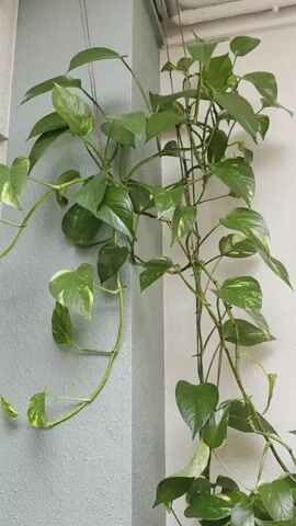The video pans across a houseplant with large, green, heart-shaped leaves. The plant is a vining plant with long stems that hang down and are supported by thin wires. Some of the leaves have yellow or light green variegation. The plant is in a terracotta pot on a wooden surface, next to a light blue-gray textured wall and a cream-colored wall. The video is taken from a slight angle, with the camera moving smoothly to capture the plant from different perspectives.