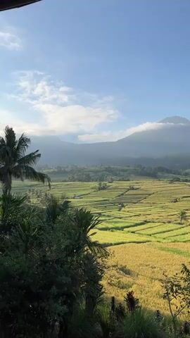 This video captures a serene panoramic view of terraced rice paddies in Penebel, Indonesia, likely during the early morning. The scene is dominated by vast, gently sloping rice fields, displaying a mix of golden yellow and light green hues, suggesting they are either ripe for harvest or freshly planted. Lush green foliage, including tall palm trees, frames the foreground, adding depth to the landscape.

In the background, majestic mountains rise, their peaks partially veiled by soft, white clouds or morning mist, hinting at their elevation and the cool air. The sky above is a clear, vibrant blue with scattered, wispy clouds, indicating fair weather. The sunlight illuminates the fields and mountains, creating a bright and peaceful atmosphere.

The camera slowly pans from left to right, revealing the expansive and meticulously cultivated terraces. Around the 0:03 mark, a small, dark bird briefly flies across the upper part of the frame, adding a touch of natural movement to the otherwise still landscape. No people or visible text are present in the video, emphasizing the untouched natural beauty and agricultural harmony of the area. The overall impression is one of tranquility and natural splendor.