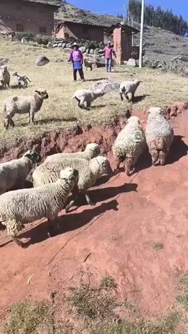 The video shows a flock of sheep being herded down a red dirt path on a hillside.  The sheep are mostly light-colored, with thick wool.  Two people, one in a bright pink and purple outfit and the other in a similar outfit are guiding the sheep. A dog is helping with the herding.  Behind the sheep and the herders is a grassy field with some rocks and trees, and what looks like a couple of rural buildings. The sky is clear and blue.