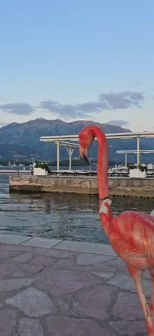 The video shows a pink flamingo statue on a stone pier, facing away from the camera towards a body of water. The statue appears worn, with some paint fading. In the background, there are distant mountains under a light blue sky with some clouds. The water shows slight ripples, and there are a few small boats and markers visible in the distance.