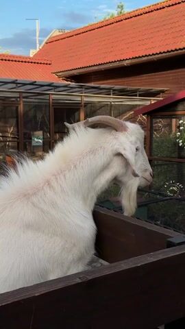 A side-view shot focuses on a white goat with prominent horns and a beard, standing within a wooden enclosure. The animal's face is in focus, displaying its eye and facial features. The background shows cages, buildings with red roofs, and glimpses of greenery against a partially cloudy sky. Voices are heard speaking in the background.